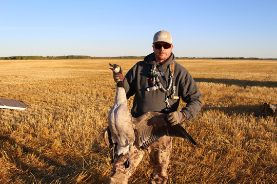 Greater Canada Goose