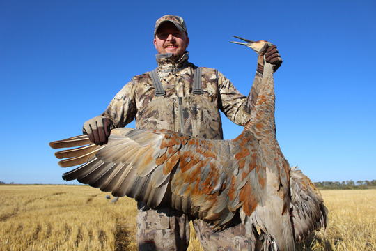 Sandhill Crane