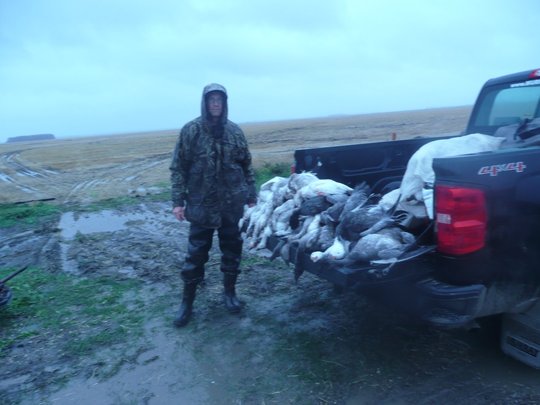 Ross's Goose