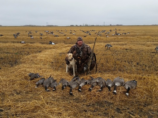 Lesser Canada Goose