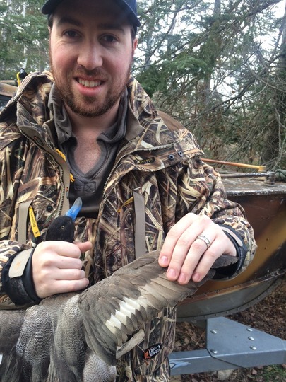 Lesser Scaup Duck