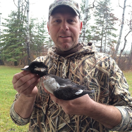 Bufflehead Duck