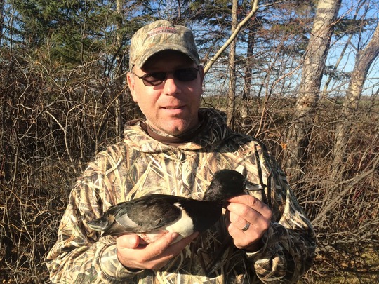 Ring-Necked Duck