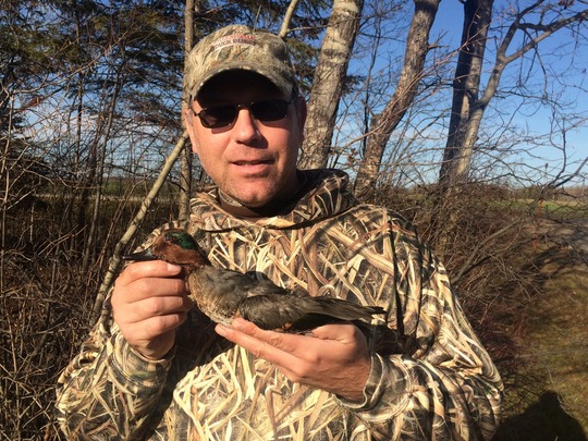 Green Winged Teal Duck