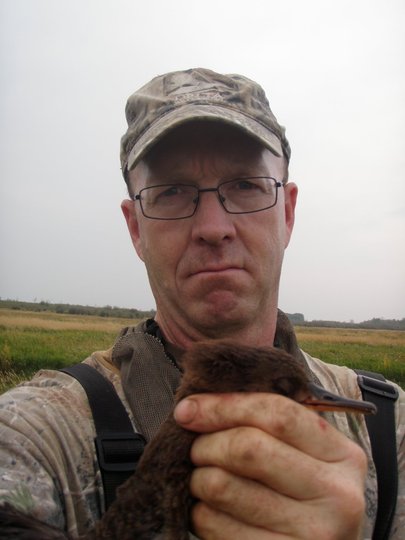 Merganser Duck