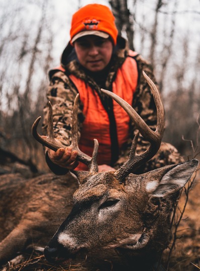 White-tailed Deer