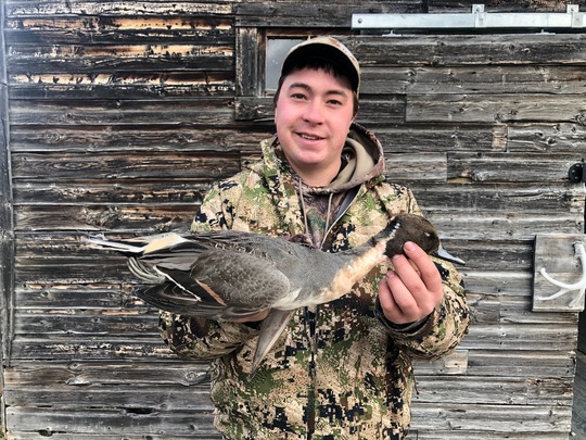Pintail Duck