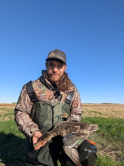 Shoveler Duck