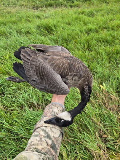 Lesser Canada Goose