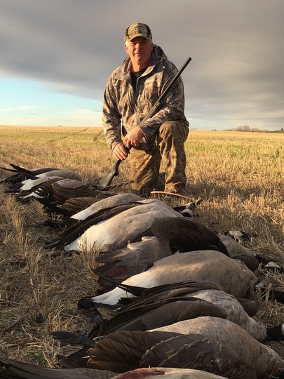 Greater Canada Goose