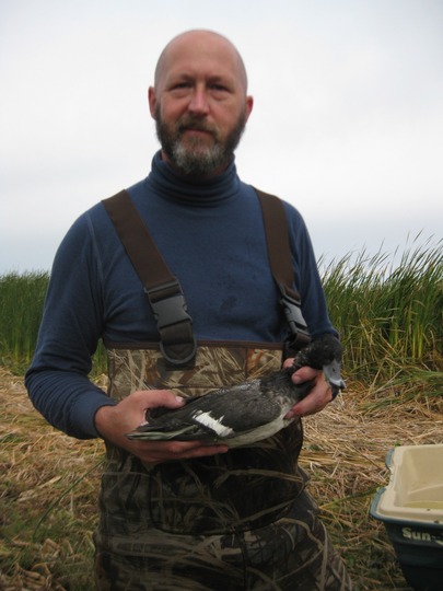 Lesser Scaup Duck