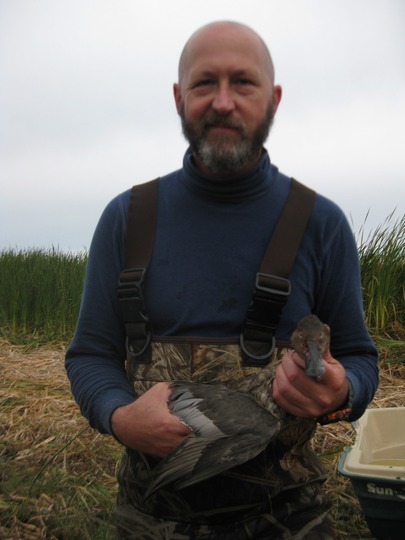 Canvasback Duck