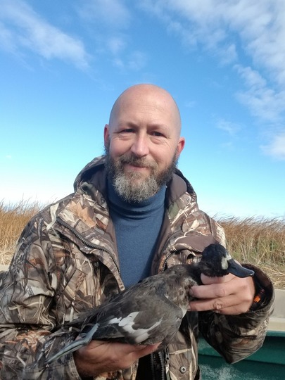 Greater Scaup Duck