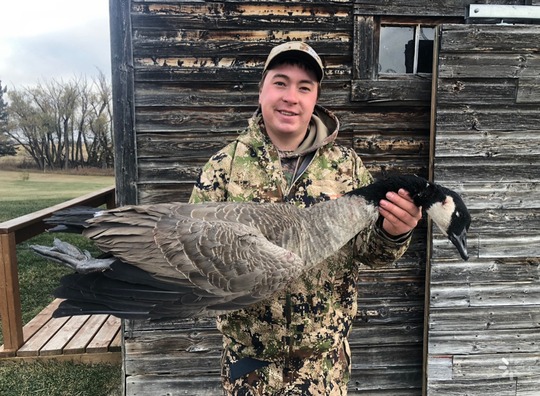 Greater Canada Goose