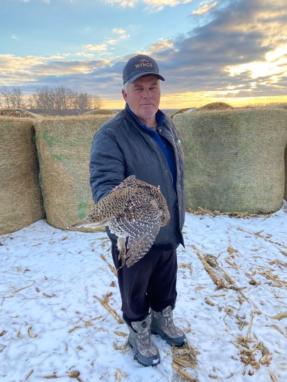 Sharptail Grouse