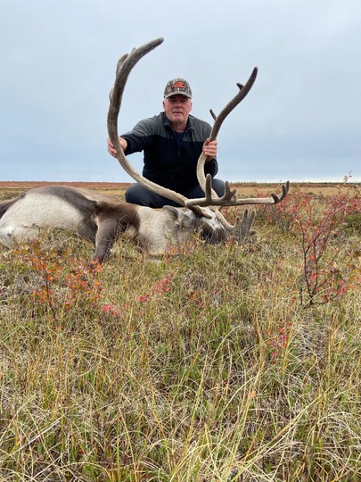 Caribou