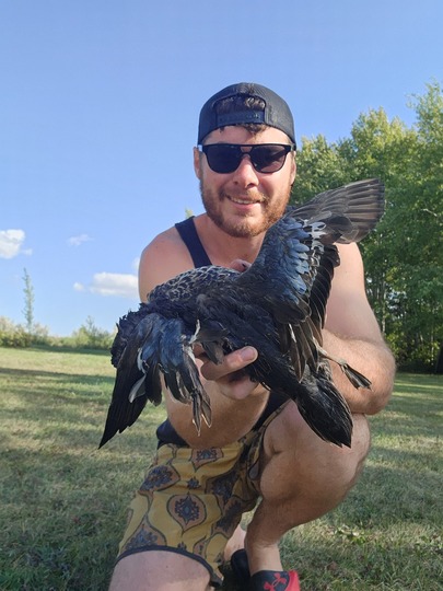 Blue Winged Teal Duck