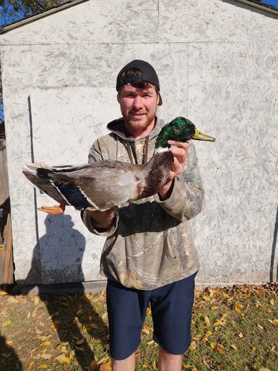 Wood Duck