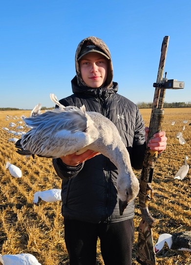 Snow Goose