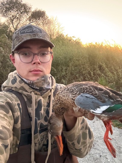 Greater Canada Goose