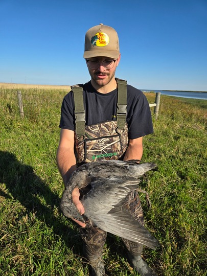 Blue Goose