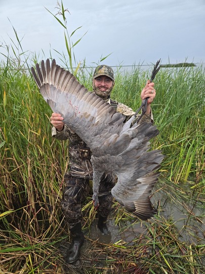 Lesser Canada Goose