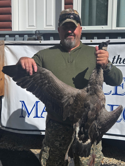 Lesser Canada Goose